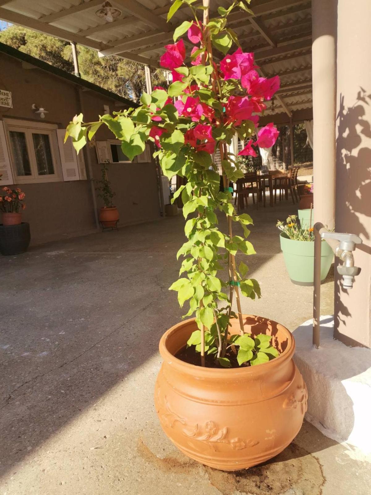 Serenity House Spiatza Katarrakhion 외부 사진